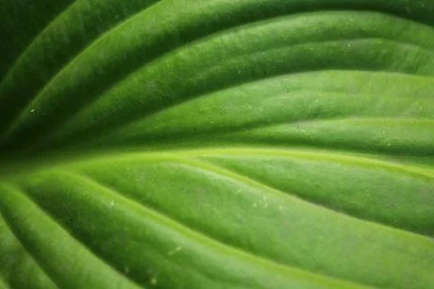 Green leaf texture for abstract background close up. Stock Photos