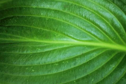 Green leaf texture for abstract background close up. Stock Photos
