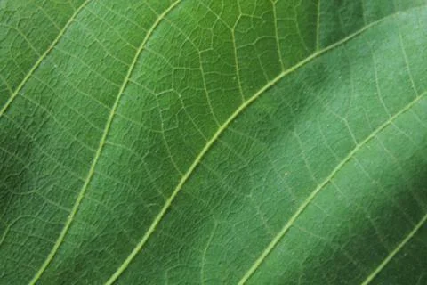 Green leaf texture for abstract background close up. Stock Photos