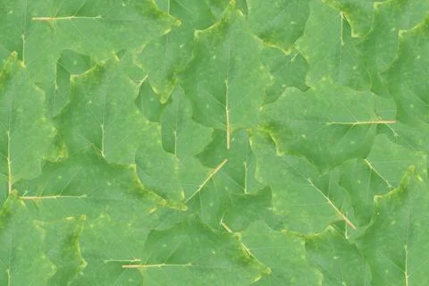 Green leaf texture. Abstract leavs background Stock Photos