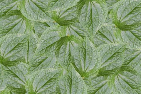 Green leaf texture. Abstract leavs background Stock Photos
