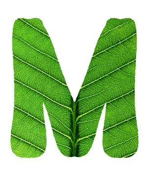 Green Leaf Texture Alphabet Stock Photos