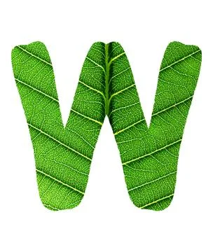 Green Leaf Texture Alphabet Stock Photos