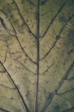 Green leaf texture and background macro view. Organic pattern. Фото