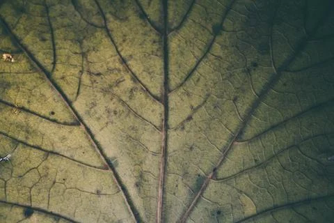 Green leaf texture and background macro view. Organic pattern. Фото