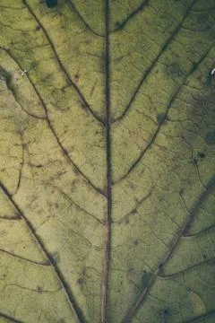 Green leaf texture and background macro view. Organic pattern. Фото