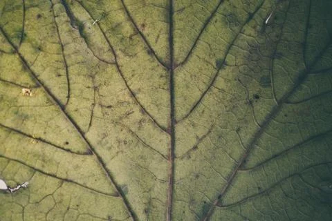 Green leaf texture and background macro view. Organic pattern. Фото