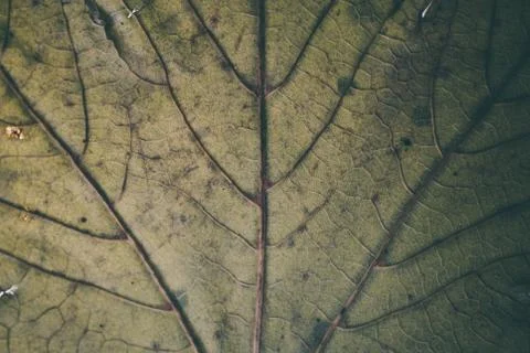 Green leaf texture and background macro view. Organic pattern. Фото