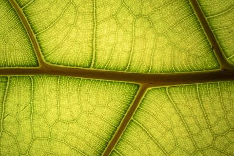 Green Leaf Texture and Backlit Structure Chlorophyll Background. Stock Photos