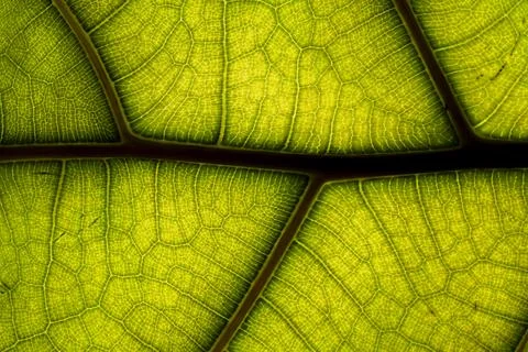 Green Leaf Texture and Backlit Structure Chlorophyll Background. Stock Photos