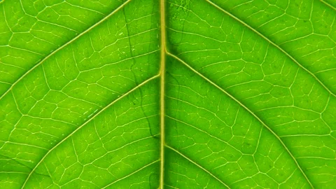 Green leaf with texture and pattern macro close up. Rainy day water Stock Footage 157137456