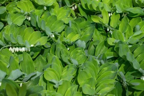 Green leaf texture. Angular Solomon's seal, polygonatum Stock Photos