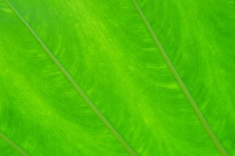 Green leaf texture for background. abstract autumn background beauty botany Stock Photos