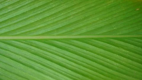 Green Leaf Texture Background, Close-up of Parallel Lines on Natural Leaf S.. 写真素材