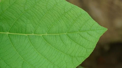 Green Leaf Texture Background, Close-up of Detailed Natural Leaf Veins Stock Photos