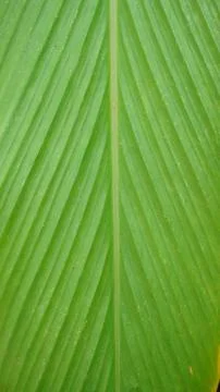 Green Leaf Texture Background, Close-up of Parallel Lines on Natural Leaf S.. 写真素材