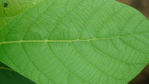 Green Leaf Texture Background, Close-up of Detailed Natural Leaf Veins 写真素材