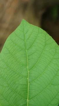 Green Leaf Texture Background, Close-up of Detailed Natural Leaf Veins Stock Photos