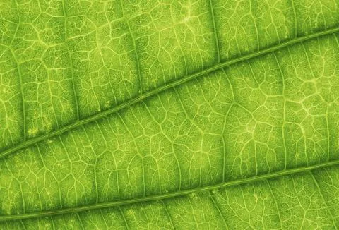 Green leaf texture background. close up. Nature concept Stock Photos