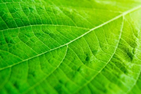 Green leaf texture background closeup Foto stock
