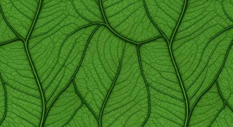 Green leaf texture background Stock Illustration