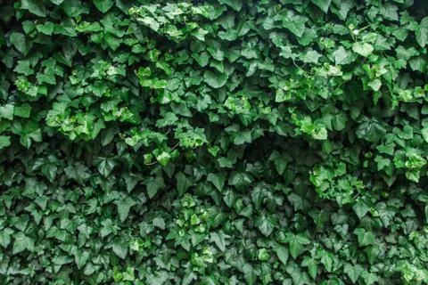 Green leaf texture. Background from leaves.  Stock Photos