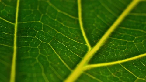 Green Leaf Texture background with light behind. Green leaves background Stock Footage 167914637