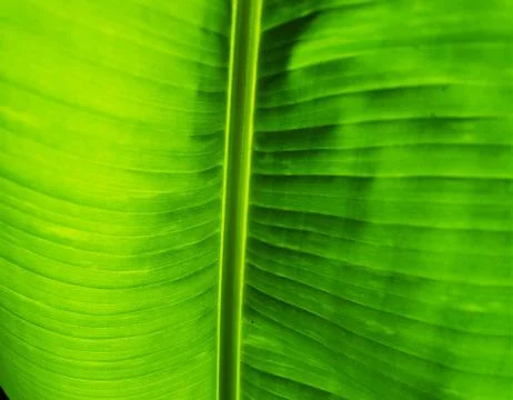 Green Leaf Texture background with light behind Stock Photos