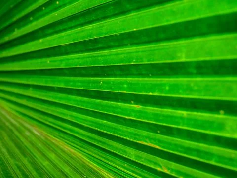 Green Leaf Texture background with light behind. Stock Photos