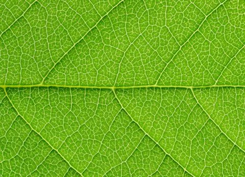 Green leaf texture background with light behind. 스톡 사진