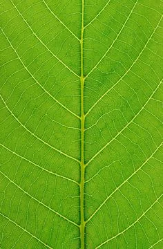 Green leaf texture background with light behind. High resolution photo. Stock Photos
