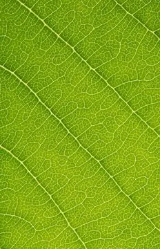 Green leaf texture background with light behind. High resolution photo. Stock Photos