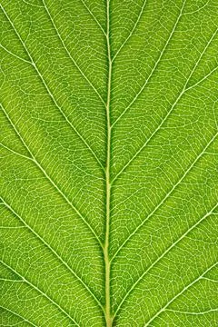 Green leaf texture background with light behind. Stock Photos
