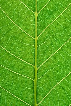 Green leaf texture background with light behind. Foto stock