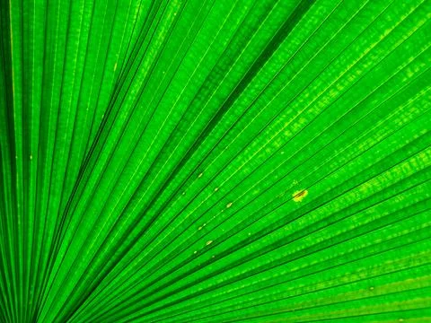 Green Leaf Texture background with light behind. Foto stock