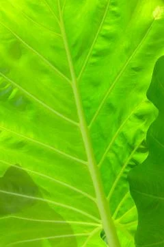 Green leaf texture background with light behind Stock Photos
