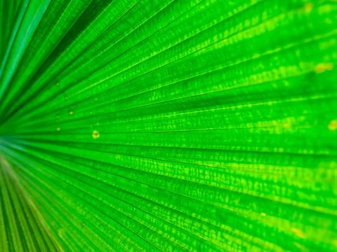 Green Leaf Texture background with light behind. Stock Photos
