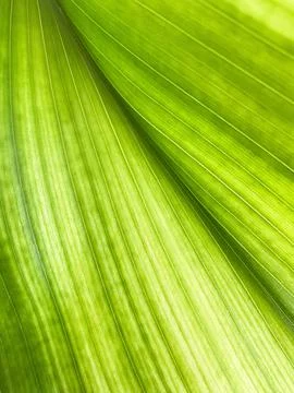 Green Leaf Texture background with light behind. Stock-Fotos