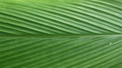 Green Leaf Texture background with light behind. Stock Photos