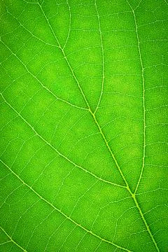 Green leaf, texture background, macro Stock Photos