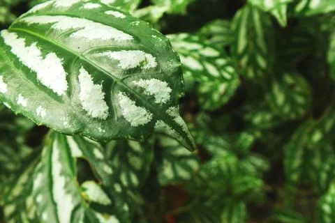 Green leaf texture background with natural veins Stock Photos