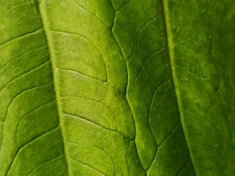 Green Leaf Texture Background with Natural Veins and Fresh Organic Pattern Stock Photos