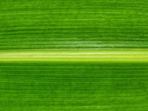 Green Leaf Texture Background Natural Abstract Pattern Stock Photos
