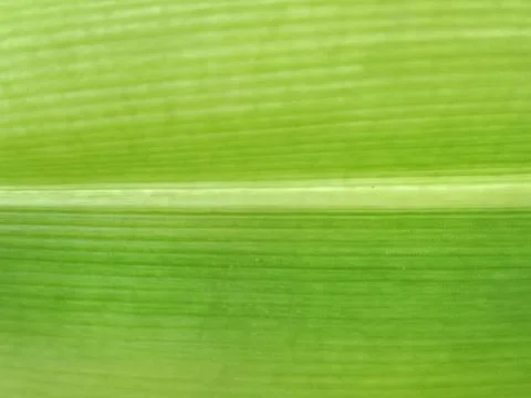 Green leaf texture background with natural lines pattern macro Stock Photos