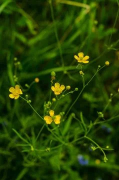 Green leaf texture background. Nature view of green plants. Yellow small flowers Stock Photos