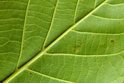 Green leaf texture background Stock Photos