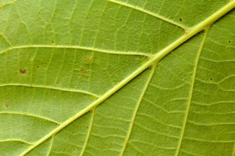Green leaf texture background Stock Photos
