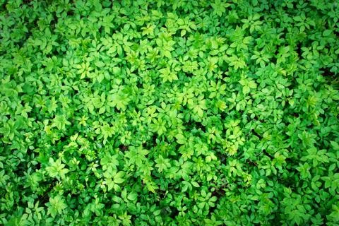 Green leaf texture, background Stock Photos