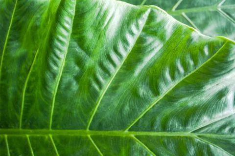 Green Leaf texture background. Foto stock