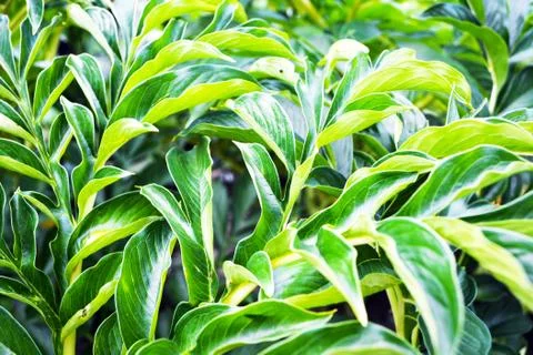 Green Leaf texture background. Foto stock